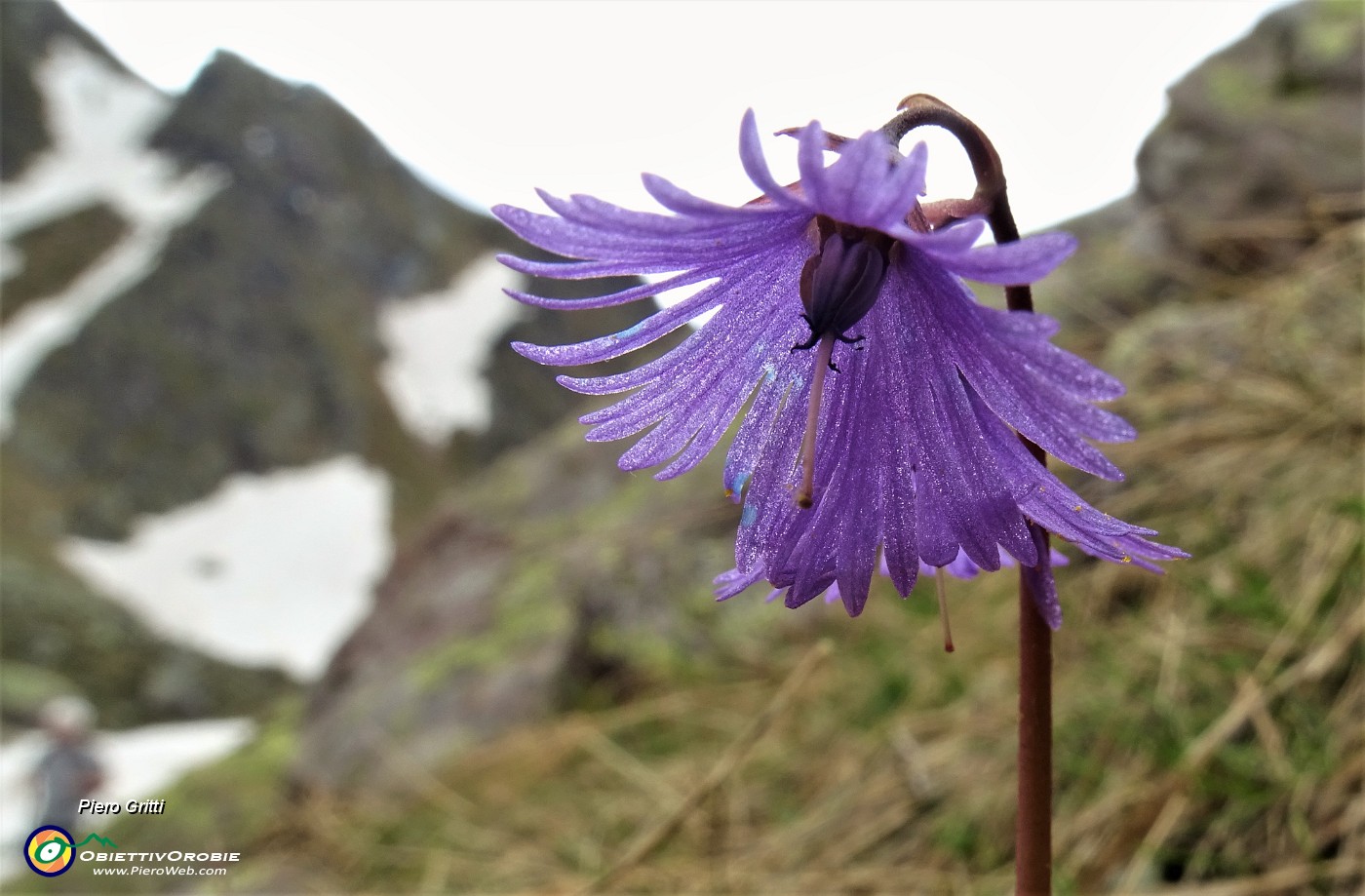 04 Fiori sul sentiero (Soldanella alpina).JPG